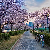 Buy canvas prints of Cherry Blossoms in Japan by Alex Hynes