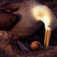 Buy canvas prints of Waved Albatross nest, Galapagos Islands by Celia Mannings
