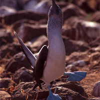 Buy canvas prints of Galapagos Blue Footed Booby Dancing by Celia Mannings