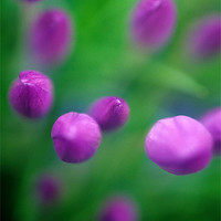 Buy canvas prints of Crocus flower abstract, pink, green by Celia Mannings