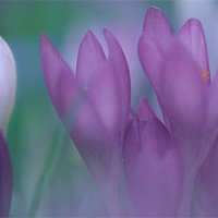 Buy canvas prints of Purple crocus flowers by Celia Mannings
