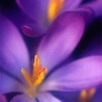 Buy canvas prints of Purple crocus flower orange stamens by Celia Mannings