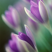 Buy canvas prints of Purple and white crocus flowers by Celia Mannings