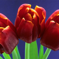 Buy canvas prints of Three red tulips blue background by Celia Mannings