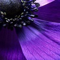 Buy canvas prints of Purple anemone flower fine art by Celia Mannings