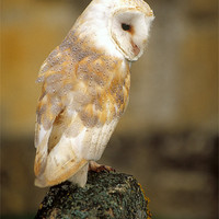 Buy canvas prints of Barn owl in churchyard by Celia Mannings