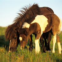 Buy canvas prints of Dartmoor pony and foal grazing by Celia Mannings