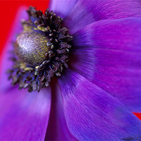 Buy canvas prints of Purple anemone flower red background by Celia Mannings