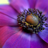 Buy canvas prints of Purple anemone flower by Celia Mannings