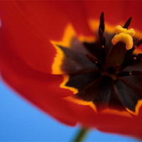Buy canvas prints of Red tulip blue background by Celia Mannings
