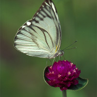 Buy canvas prints of White butterfly on pink flower by Celia Mannings