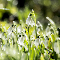 Buy canvas prints of Snowdrops twinkling by Jackie Forrest