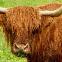 Buy canvas prints of Highland Cow by Jackie Forrest