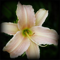 Buy canvas prints of Day lily by Jackie Forrest
