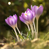 Buy canvas prints of Sunny Crocus by Jackie Forrest