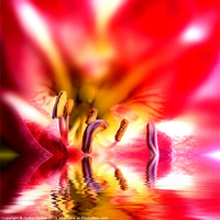 Buy canvas prints of Amaryllis Reflection by Jackie Forrest