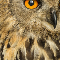 Buy canvas prints of Eagle Owl by Jackie Forrest