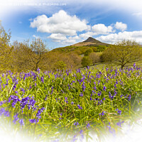 Buy canvas prints of Bluebell Topping by Cass Castagnoli