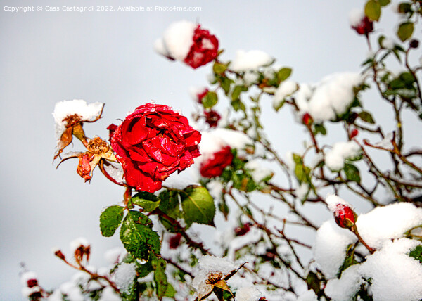 Red Rose in Snow Picture Board by Cass Castagnoli
