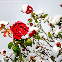 Buy canvas prints of Red Rose in Snow by Cass Castagnoli