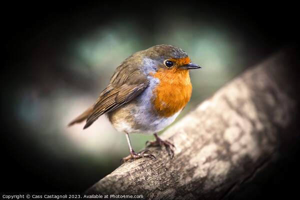 Robin - (Erithacus rubecula) Picture Board by Cass Castagnoli