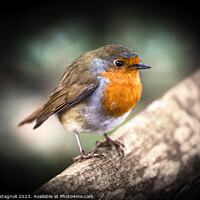 Buy canvas prints of Robin - (Erithacus rubecula) by Cass Castagnoli