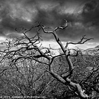 Buy canvas prints of The Gnarled Tree - Roseberry Topping by Cass Castagnoli