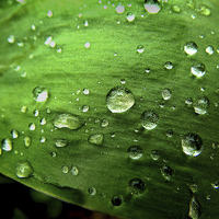 Buy canvas prints of Leaf with Raindrops by Cass Castagnoli