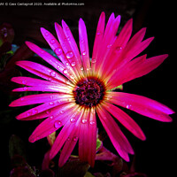 Buy canvas prints of Mesembryanthemum - The Ice Flower by Cass Castagnoli