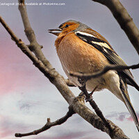 Buy canvas prints of Chaffinch by Cass Castagnoli