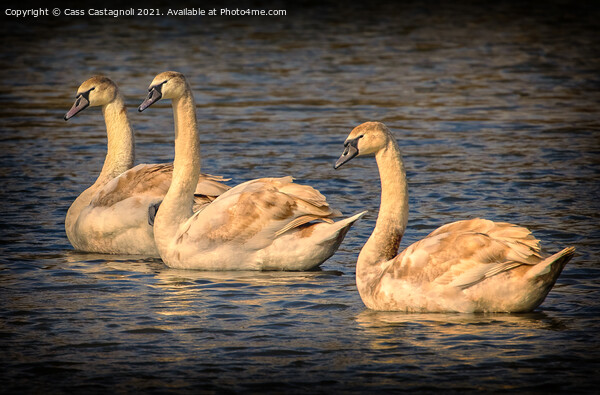 Swan Lake - Triple Gold Picture Board by Cass Castagnoli