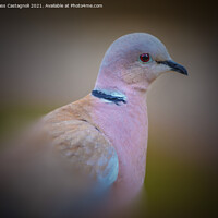 Buy canvas prints of Collared Dove by Cass Castagnoli