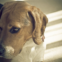 Buy canvas prints of A Beagle In Thought by Wesley Wren