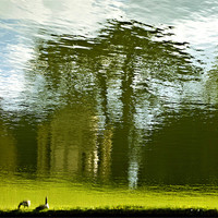 Buy canvas prints of Geese at Stowe by Tracey Selby