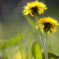 Buy canvas prints of Sunshine on Dandelions by Tracey Selby