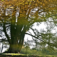 Buy canvas prints of Leafy Tree Reflection by Tracey Selby