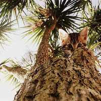 Buy canvas prints of Kitty in a palm tree by Beth Black