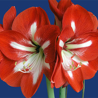 Buy canvas prints of Red Amaryllis by mike lester