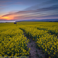 Buy canvas prints of The Rapeseed Fields Of Chale Isle Of Wight by Wight Landscapes