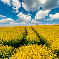 Buy canvas prints of Golden Oil Rapeseed Field by Wight Landscapes