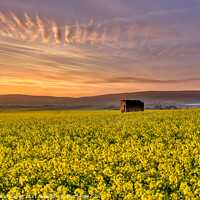 Buy canvas prints of Fields Of Gold Sunset by Wight Landscapes