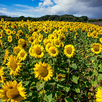 Buy canvas prints of Sunflower Field With A Blue Sky And Clouds by Wight Landscapes