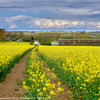 Buy canvas prints of Rape Fields Of Wellow by Wight Landscapes