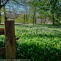 Buy canvas prints of Wild Garlic Isle Of Wight by Wight Landscapes