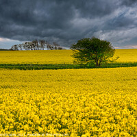 Buy canvas prints of Wellow Rape Seed Field by Wight Landscapes