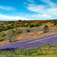 Buy canvas prints of Bluebell Path Isle Of Wight by Wight Landscapes