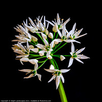 Buy canvas prints of Wild Garlic Flower by Wight Landscapes