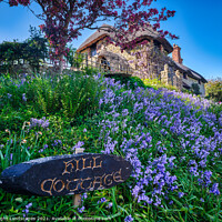 Buy canvas prints of Hill Cottage Bluebells by Wight Landscapes