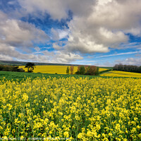 Buy canvas prints of Yellow Rape Seed Field by Wight Landscapes