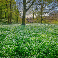 Buy canvas prints of Wild Garlic Carpet Isle Of Wight by Wight Landscapes